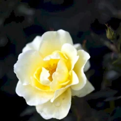 'Sunburst Border'® Rosa X 'Sunburst Border'® (Bunddækkerose) A-Kvalitet,- Barrods Roser Min. 3 Grene -Tilbud Lys Haven Butik p371 51999 rosa x sunburst border bunddaekkerose 5baa