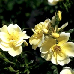 'Sunburst Border'® Rosa X 'Sunburst Border'® (Bunddækkerose) A-Kvalitet,- Barrods Roser Min. 3 Grene -Tilbud Lys Haven Butik p371 52000 rosa x sunburst border bunddaekkerose 4a15