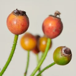 'Sunburst Border'® Rosa X 'Sunburst Border'® (Bunddækkerose) A-Kvalitet,- Barrods Roser Min. 3 Grene -Tilbud Lys Haven Butik p371 52002 rosa x sunburst border bunddaekkerose 46e8