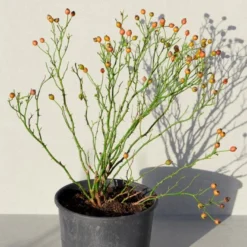 'Sunburst Border'® Rosa X 'Sunburst Border'® (Bunddækkerose) A-Kvalitet,- Barrods Roser Min. 3 Grene -Tilbud Lys Haven Butik p371 52003 rosa x sunburst border bunddaekkerose efa5