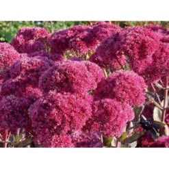 Sankthansurt 'Thunderhead' Sedum Telephium 'Thunderhead' 1 Liter Potte -Tilbud Lys Haven Butik p37205 53953 sedum telephium thunderhead 9f73