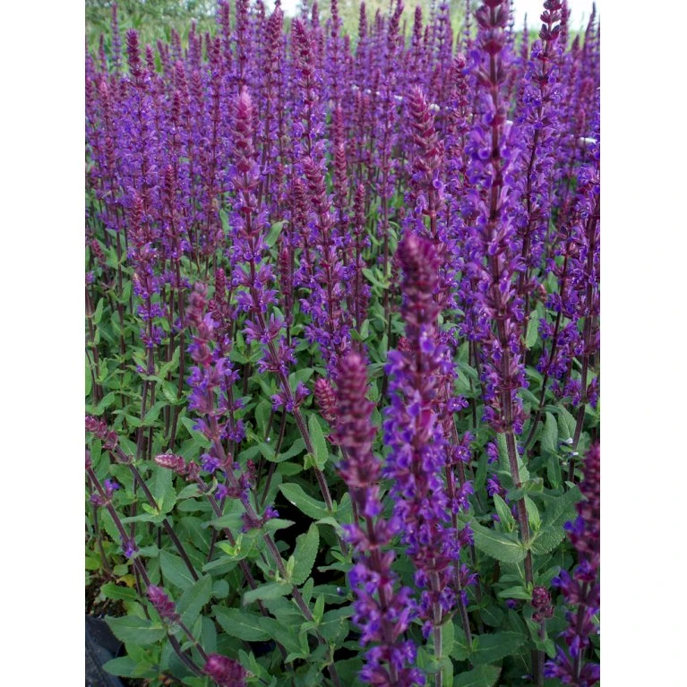 Staude-Salvie 'Caradonna Compact' Salvia Nemorosa 'Caradonna Compact' 1 Liter Potte 1 Staude-Salvie 'Caradonna Compact' Salvia Nemorosa 'Caradonna Compact' 1 Liter Potte