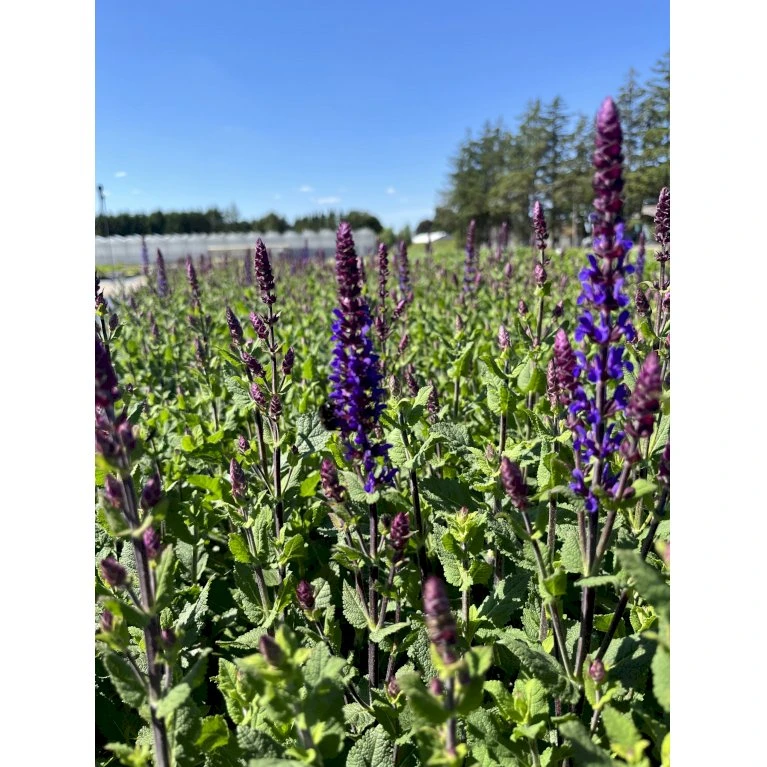 Staude-Salvie 'Caradonna Compact' Salvia Nemorosa 'Caradonna Compact' 1 Liter Potte 3 Staude-Salvie 'Caradonna Compact' Salvia Nemorosa 'Caradonna Compact' 1 Liter Potte - Billede 3