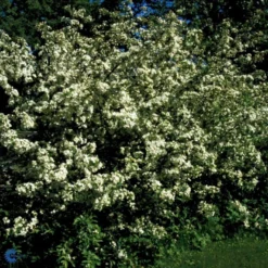 Sargentsæble 'Norðîc® Spellbound' Malus Sargentii 'Norðîc® Spellbound' 5 Liter Potte 5 Sargentsæble 'Norðîc® Spellbound' Malus Sargentii 'Norðîc® Spellbound' 5 Liter Potte -Tilbud Lys Haven Butik p37363 47377 malus sargentii nordjic spellbound 70c2