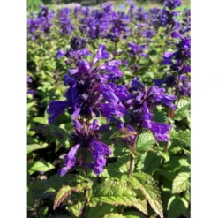 Blåkant 'Bokratune' Nepeta Neptune 'Bokratune' 1 Liter Potte
