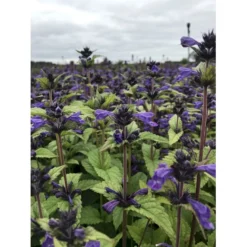Blåkant 'Bokratune' Nepeta Neptune 'Bokratune' 1 Liter Potte -Tilbud Lys Haven Butik p37370 47555 nepeta neptune bokratune 6b38