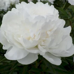 Silkepæon 'Mme Claude Tain' Paeonia Lactiflora 'Mme Claude Tain' 3 Liter Potte