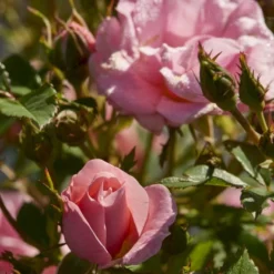 'Sweet Cover'® Rosa X 'Sweet Cover'® (Bunddækkerose) A-Kvalitet,- Barrods Roser Min. 3 Grene -Tilbud Lys Haven Butik p373 52008 rosa x sweet cover bunddaekkerose 482e