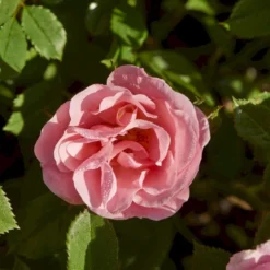 'Sweet Cover'® Rosa X 'Sweet Cover'® (Bunddækkerose) A-Kvalitet,- Barrods Roser Min. 3 Grene -Tilbud Lys Haven Butik p373 52009 rosa x sweet cover bunddaekkerose ed85