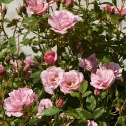 'Sweet Cover'® Rosa X 'Sweet Cover'® (Bunddækkerose) A-Kvalitet,- Barrods Roser Min. 3 Grene -Tilbud Lys Haven Butik p373 52010 rosa x sweet cover bunddaekkerose 2a81