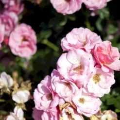 'Sweet Cover'® Rosa X 'Sweet Cover'® (Bunddækkerose) A-Kvalitet,- Barrods Roser Min. 3 Grene -Tilbud Lys Haven Butik p373 52011 rosa x sweet cover bunddaekkerose dba8