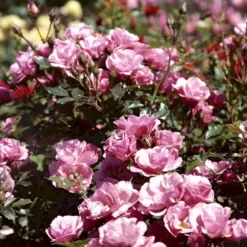 'Sweet Cover'® Rosa X 'Sweet Cover'® (Bunddækkerose) A-Kvalitet,- Barrods Roser Min. 3 Grene -Tilbud Lys Haven Butik p373 52012 rosa x sweet cover bunddaekkerose 1646