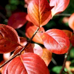 Storfrugtet Surbær 'Nero' Aronia Melanocarpa 'Nero' Potte 2,0 Liter,- Opbundet -Tilbud Lys Haven Butik p37439 48515 aronia melanocarpa nero 49f2