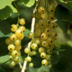 Ribs 'Werdavia' Ribes Sativa 'Werdavia' Potte 3,0 Liter,- Opbundet