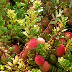 Storfrugtet Tranebær 'Cranberry' Vaccinium Macrocarpon 'Cranberry' Potte 2,0 Liter,- Opbundet -Tilbud Lys Haven Butik p37477 50739 vaccinium macrocarpon cranberry 72c5