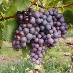 Vin 'Erdbeertraube' Vitis Vinifera 'Erdbeertraube' Potte 3,0 Liter,- Opbundet 80-100 Cm.