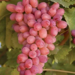 Vin 'Piroschka'® Vitis Vinifera 'Piroschka'® Potte 3,0 Liter,- Opbundet 80-100 Cm.