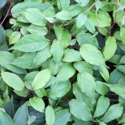 Stikkelsbærkiwi 'Ken's Red' Actinidia Arguta 'Ken's Red' (Hanplante) Potte 2,0 Liter,- Opbundet 60-100 Cm