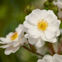 Bestsellere 3 'Tumbling Waters'™ Rosa X 'Tumbling Waters'™ (Bunddækkerose) A-Kvalitet,- Barrods Roser Min. 3 Grene