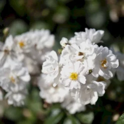 'Tumbling Waters'™ Rosa X 'Tumbling Waters'™ (Bunddækkerose) A-Kvalitet,- Barrods Roser Min. 3 Grene -Tilbud Lys Haven Butik p374 52015 rosa x tumbling waters bunddaekkerose 5940