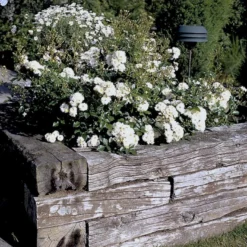 'Tumbling Waters'™ Rosa X 'Tumbling Waters'™ (Bunddækkerose) A-Kvalitet,- Barrods Roser Min. 3 Grene -Tilbud Lys Haven Butik p374 52020 rosa x tumbling waters bunddaekkerose aa4e