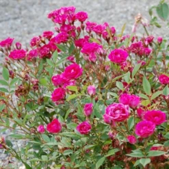 'Perla De Alcañada' Rosa X 'Perla De Alcañada' (Bunddækkerose) A-Kvalitet,- Barrods Roser Min. 3 Grene