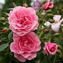 'Camelot'® Rosa X 'Camelot'® (Slyngrose) A-Kvalitet,- Barrods Roser Min. 3 Grene