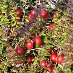 Vild Tranebær Vaccinium Oxycoccus 10 Cm. Potte -Tilbud Lys Haven Butik p37595 50857 vaccinium oxycoccus 05ca