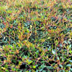 Vild Tranebær Vaccinium Oxycoccus 10 Cm. Potte -Tilbud Lys Haven Butik p37595 51183 vaccinium oxycoccus 5151