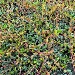 Vild Tranebær Vaccinium Oxycoccus 10 Cm. Potte -Tilbud Lys Haven Butik p37595 51184 vaccinium oxycoccus 4eb3