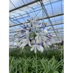 Skærmlilje 'Fireworks' Agapanthus Hybrid 'Fireworks' 2 Liter Potte -Tilbud Lys Haven Butik p37601 50978 agapanthus hybrid fireworks ee5d