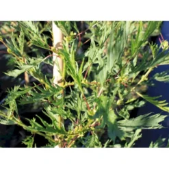 Rød-el 'Pyramidalis' Alnus Glutinosa 'Pyramidalis' 275-300 Cm Med Potte, 10L