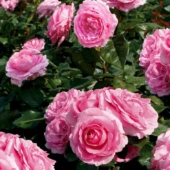 'Millie Rose' Rosa X 'Millie Rose' (Storblomstrende) A-Kvalitet,- Barrods Roser Min. 3 Grene -Tilbud Lys Haven Butik p37627 53455 rosa x millie rose storblomstrende b0f5