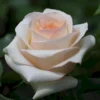 'Sally Kane' Rosa X 'Sally Kane' (Storblomstrende) A-Kvalitet,- Barrods Roser Min. 3 Grene