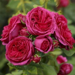 'Sophie Luise'® Rosa X 'Sophie Luise'® (Storblomstrende) A-Kvalitet,- Barrods Roser Min. 3 Grene -Tilbud Lys Haven Butik p37631 53991 rosa x sophie luise storblomstrende ddef