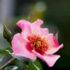 'Eyes On Me' Rosa X 'Eyes On Me' (Buketrose) A-Kvalitet,- Barrods Roser Min. 3 Grene