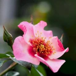 'Eyes On Me' Rosa X 'Eyes On Me' (Buketrose) A-Kvalitet,- Barrods Roser Min. 3 Grene