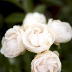 'Snövit' Rosa X 'Snövit' (Bunddækkerose) A-Kvalitet,- Barrods Roser Min. 3 Grene