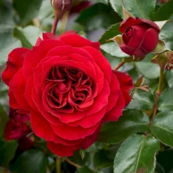 'Farruca'™ Rosa X 'Farruca'™ (Slyngrose) A-Kvalitet,- Barrods Roser Min. 3 Grene -Tilbud Lys Haven Butik p37639 52223 rosa x farruca slyngrose 0afc