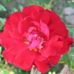 'Adelaide Hoodless' Rosa X 'Adelaide Hoodless' (Buskrose) A-Kvalitet,- Barrods Roser Min. 3 Grene