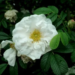 Rynket Rose 'Henry Hudson' Rosa Rugosa 'Henry Hudson' A-Kvalitet,- Barrods Roser Min. 3 Grene
