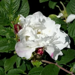 Rynket Rose 'Marie Bugnet' Rosa Rugosa 'Marie Bugnet' A-Kvalitet,- Barrods Roser Min. 3 Grene -Tilbud Lys Haven Butik p37647 53385 rosa rugosa marie bugnet 885b