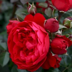 'Florentina'® Rosa X 'Florentina'® (Klatrerose) A-Kvalitet,- Barrods Roser Min. 3 Grene -Tilbud Lys Haven Butik p37654 53565 rosa x florentina klatrerose ef5e