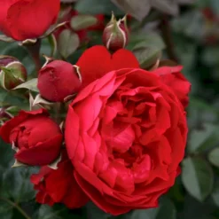 'Florentina'® Rosa X 'Florentina'® (Klatrerose) A-Kvalitet,- Barrods Roser Min. 3 Grene -Tilbud Lys Haven Butik p37654 53566 rosa x florentina klatrerose f3c5