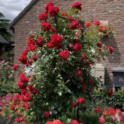 'Florentina'® Rosa X 'Florentina'® (Klatrerose) A-Kvalitet,- Barrods Roser Min. 3 Grene -Tilbud Lys Haven Butik p37654 53567 rosa x florentina klatrerose b0d5