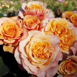 'La Villa Cotta'® Rosa X 'La Villa Cotta'® (Buketrose) A-Kvalitet,- Barrods Roser Min. 3 Grene