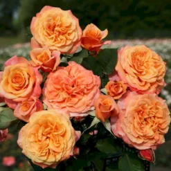 'La Villa Cotta'® Rosa X 'La Villa Cotta'® (Buketrose) A-Kvalitet,- Barrods Roser Min. 3 Grene -Tilbud Lys Haven Butik p37657 53592 rosa x la villa cotta buskrose 6518