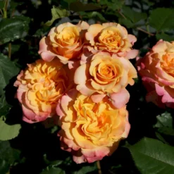 'La Villa Cotta'® Rosa X 'La Villa Cotta'® (Buketrose) A-Kvalitet,- Barrods Roser Min. 3 Grene -Tilbud Lys Haven Butik p37657 53593 rosa x la villa cotta buskrose f929