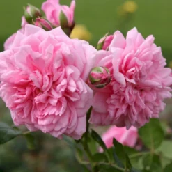 'Sweet Laguna'® Rosa X 'Sweet Laguna'® (Slyngrose) A-Kvalitet,- Barrods Roser Min. 3 Grene