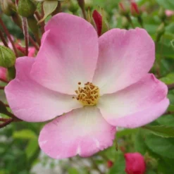 'Valdemar' Rosa Multiflora 'Valdemar' (Slyngrose) A-Kvalitet,- Barrods Roser Min. 3 Grene